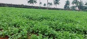 മല്ലിയില