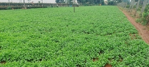 ఫోటో 3