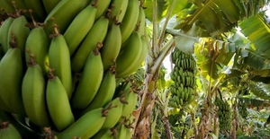 Banana