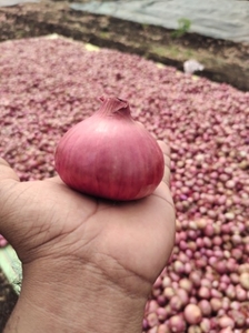 ఉల్లిపాయలు