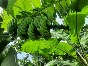 வாழைப்பழம்