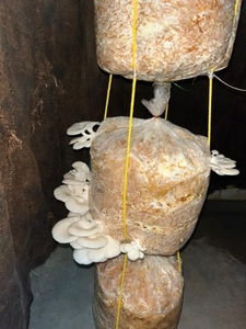ఓస్టర్ మష్రూమ్
