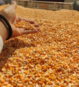 Maize 