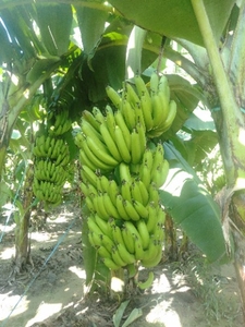 ಫೋಟೋ 4