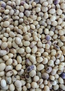 ಸೋಯಾಬೀನ್
