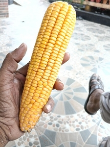 మక్కా