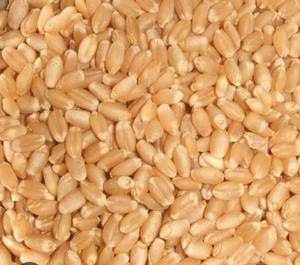 ഗോതമ്പ്
