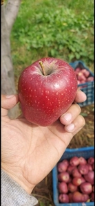 ആപ്പിൾ