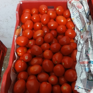 Tomato 