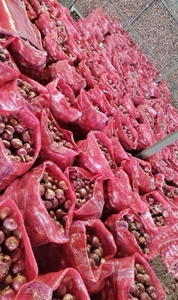 ಈರುಳ್ಳಿ