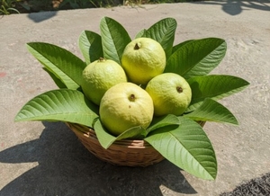 अमरूद