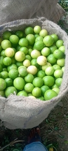 నిమ్మకాయ