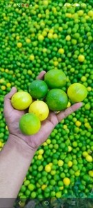 ಫೋಟೋ 4