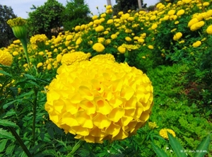 ജമന്തി