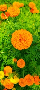 ഫോട്ടോ 5