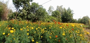 ജമന്തി