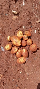 Potato 