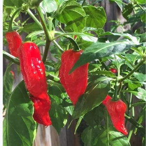 നാഗ കിംഗ് ചില്ലി