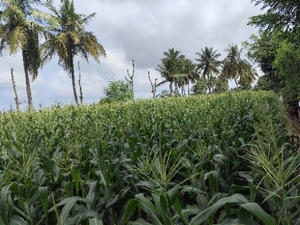 മധുരചോളം 