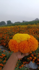 ജമന്തി