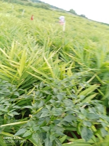 ఫోటో 3