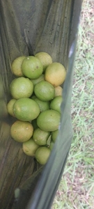 எலுமிச்சை