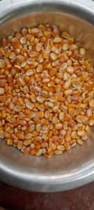Maize 