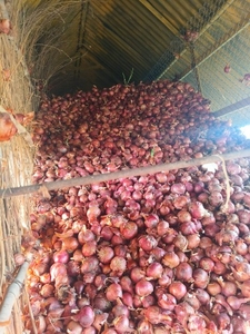 ಈರುಳ್ಳಿ