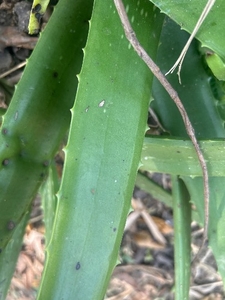 ಅಲೋವೆರಾ