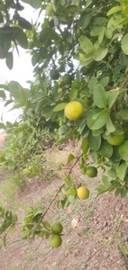 నిమ్మకాయ