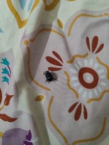 Dung beetle 