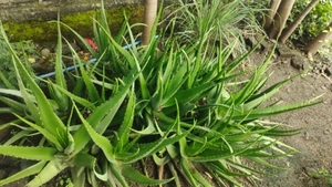 కలబంద