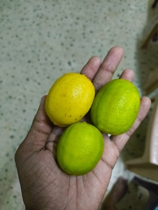 నిమ్మకాయ