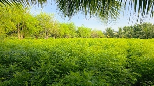 படம் 4