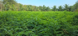 படம் 5