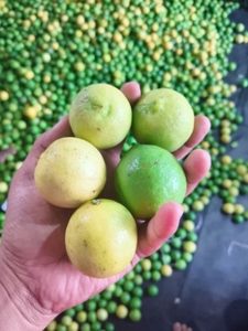 ನಿಂಬೆಹಣ್ಣು