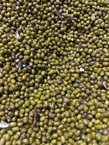 മൂങ്