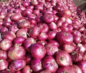 ಈರುಳ್ಳಿ