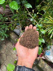 மாட்டு சாணம்