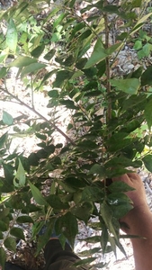 ഫോട്ടോ 2