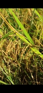 ಭತ್ತ
