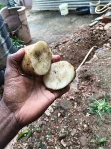 உருளைக்கிழங்கு