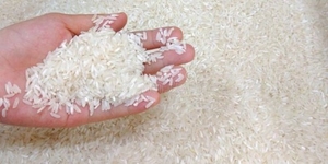 Rice
