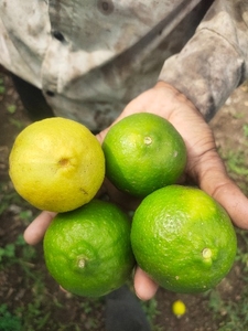 నిమ్మకాయ