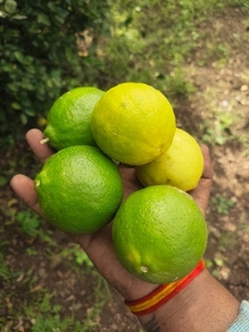 ಫೋಟೋ 2