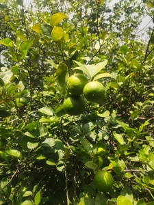 ಫೋಟೋ 5