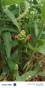 ಶುಂಠಿ