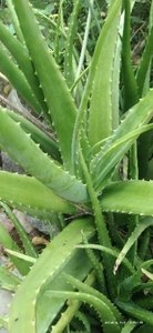 ಅಲೋವೆರಾ