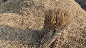 పారాలి