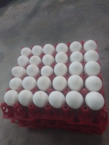 గుడ్డు